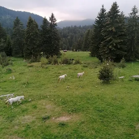 Forest 524 *