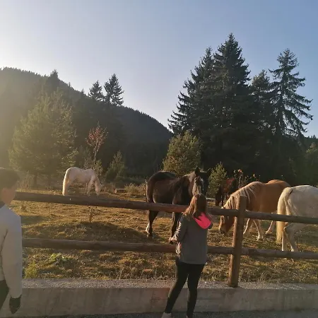 Forest 524 * 斯莫梁