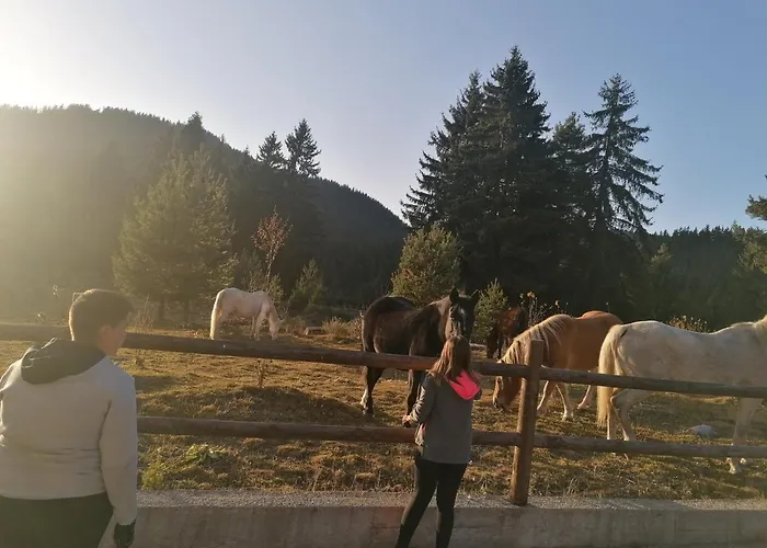 Forest 524 * Paşmaklı